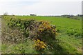 NU2304 : Hedge near Morwick Gate by Richard Webb