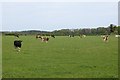NU2203 : Cattle, Morwick by Richard Webb