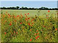 Farmland, Benson, Oxfordshire