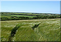 Grass fields west of Philham, Devon