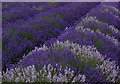 TQ2760 : Lavender growing, Mayfield Lavender Farm by Christopher Hilton