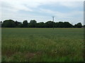 Crop field near Horrex Farm