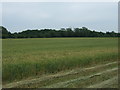 Crop field near Horrex Farm