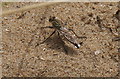 Robberfly, Birkdale dunes