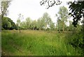 Wood in the Nadder valley