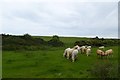 NU2520 : Cows in a field near Craster by DS Pugh