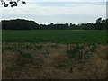 Crop field near Colveston Manor Farm