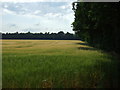 Crop field and woodland