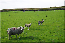 SD9631 : Sheep near New Laithe Farm by Bill Boaden