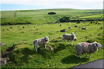 SD9631 : Sheep on New Laithe Moor by Bill Boaden