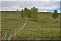 Hillside north of Roybridge