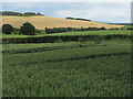 Wheat and grass crops at West Morriston