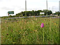 Pyramid orchid on the Crows Nest roundabout on the Herts/Bucks boundary