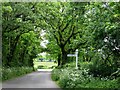 Avenue  of  trees