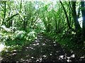 Shaded Bridleway