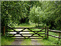 Gateway and woodland track near Great Torrington