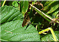 Small Skipper on nettles