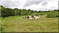 Blackwell Common, cattle