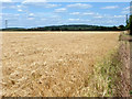 View over barley towards Langdon Hills