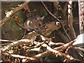 Wood mouse