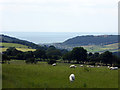 Pasture near Cefn Llwyd