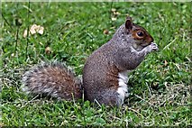 SJ3681 : Grey squirrel, Eastham by El Pollock