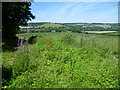 Rosebay willowherb above the valley of the Great Stour