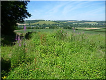 TR0749 : Rosebay willowherb above the valley of the Great Stour by Marathon