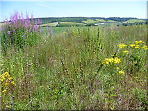 TR0749 : Rosebay willowherb and ragwort above the valley of the Great Stour by Marathon
