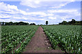 Field of infant maize