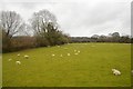 Sheep grazing near Bridge