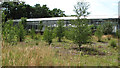 Disused greenhouses at derelict garden centre