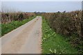 Country road near Collingsdown