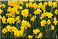 Daffodils in Bude