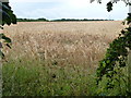 Field of barley near Lodge Farm, Colsterworth