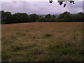 Meadow, Cyncoed Farm