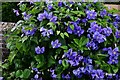 Godinton House: Clematis on the steps to the main entrance from the lawn