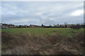 Farmland on the edge of Cliffe