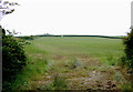 Pasture north of Lutsford, Devon