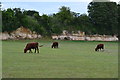 Cows and limestone