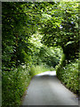 Lane to Welcombe, Devon