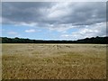 Barley  field  and  woodland