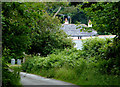 Lane by Watergap Farm near Welcombe, Devon