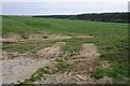 Field beside Melbury Plantation