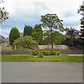 Trees at Haughton Green