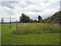 Wildflower area at Haughton Green Playing Fields