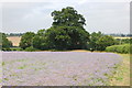 Field of borage