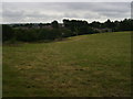 Meadow, Lower Ton-y-Felin