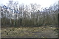 Woodland by the railway line