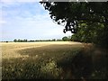 Bridleway near Wilden